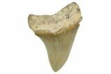 Serrated, Juvenile Megalodon Tooth - North Carolina #338503-1